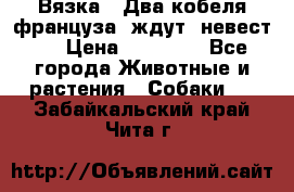  Вязка ! Два кобеля француза ,ждут  невест.. › Цена ­ 11 000 - Все города Животные и растения » Собаки   . Забайкальский край,Чита г.